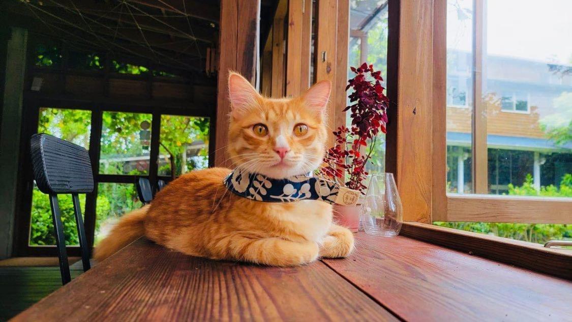 Just Like Villa Ji'an Dış mekan fotoğraf